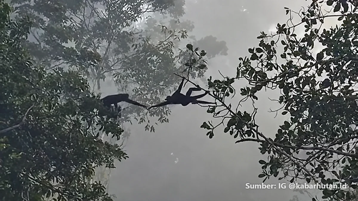 Sekelompok monyet saling berpegangan di dahan pohon saat asap kebakaran hutan