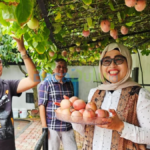Sekda Misni memetik markisa di halaman rumah Ady Indra Pawennari, Tanjungpinang