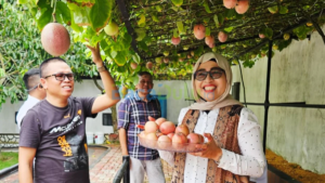 Sekda Misni memetik markisa di halaman rumah Ady Indra Pawennari, Tanjungpinang